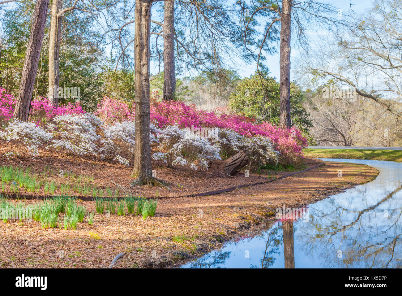 Azaleas in bloom in Azalea Overlook Garden at Callaway Gardens in