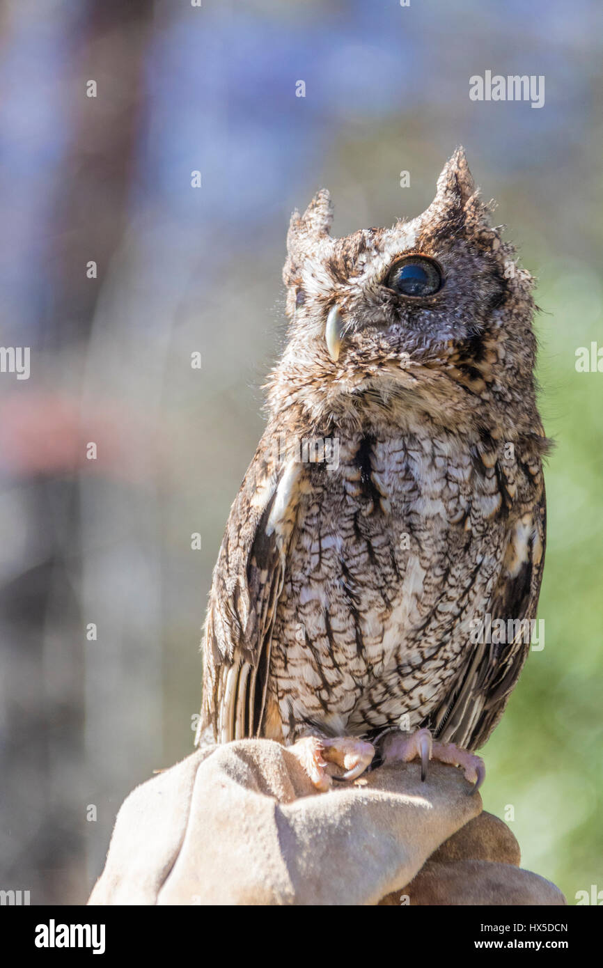 Eastern Screech-Owl in Callaway Garden's Birds of Prey rehabilitation and education program. Stock Photo