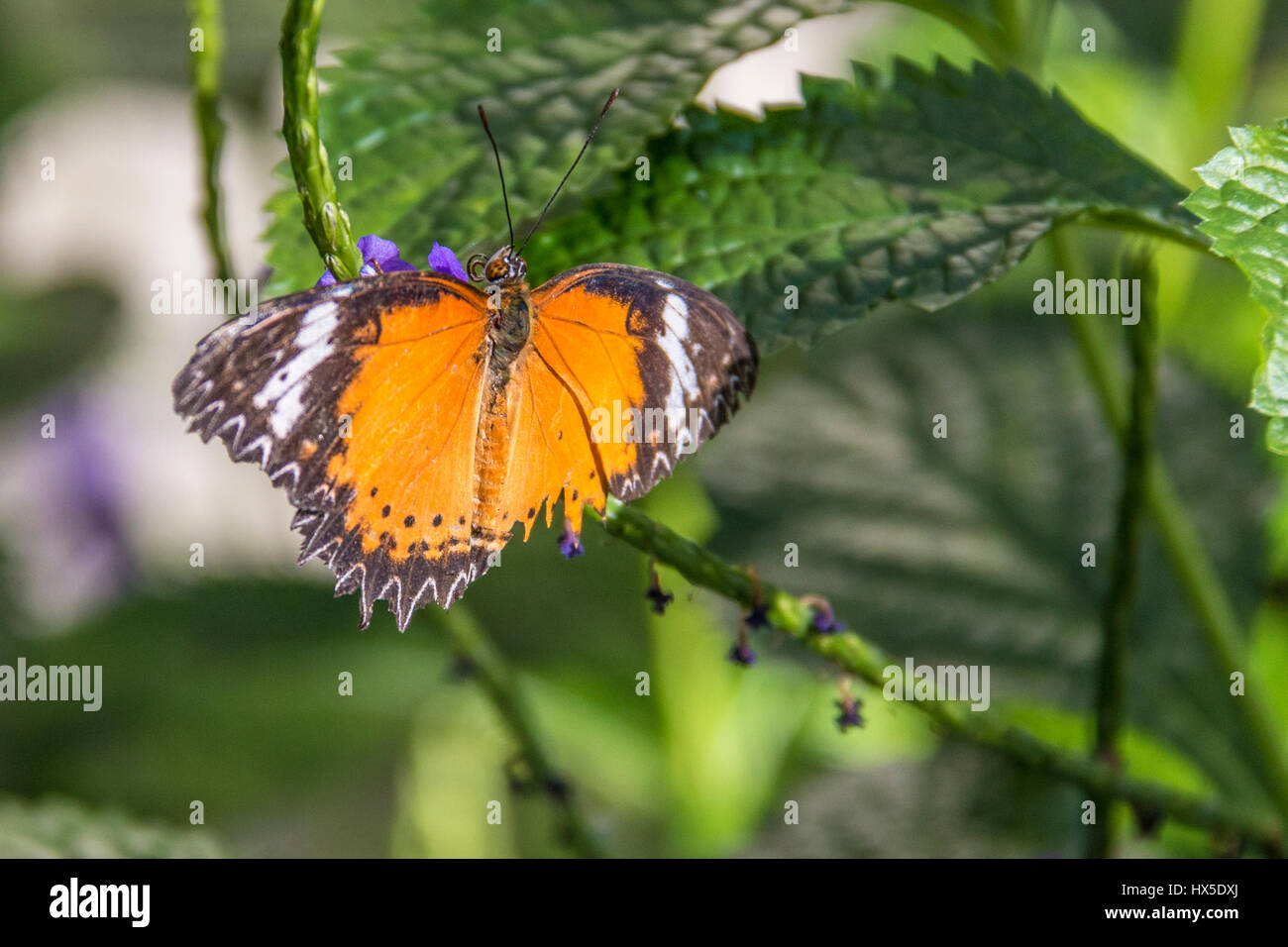 Leopard Lacewing Butterfly at Cecil B Day Butterfly Center in Callaway