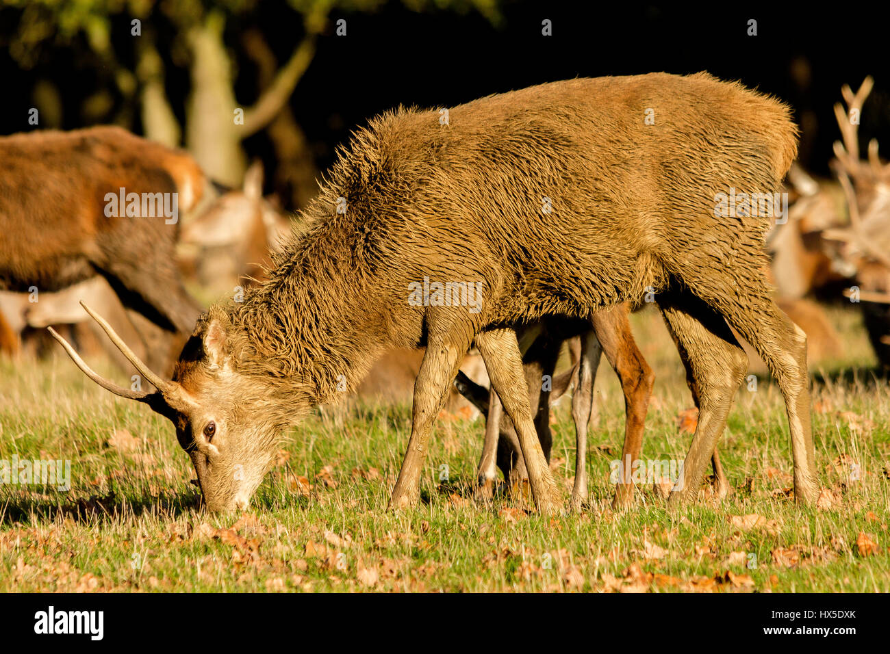 Red Deer (Cervus elaphus). Pictures taken during the deer rut. It's a very exciting time for deer and a lot for photographers. Stock Photo