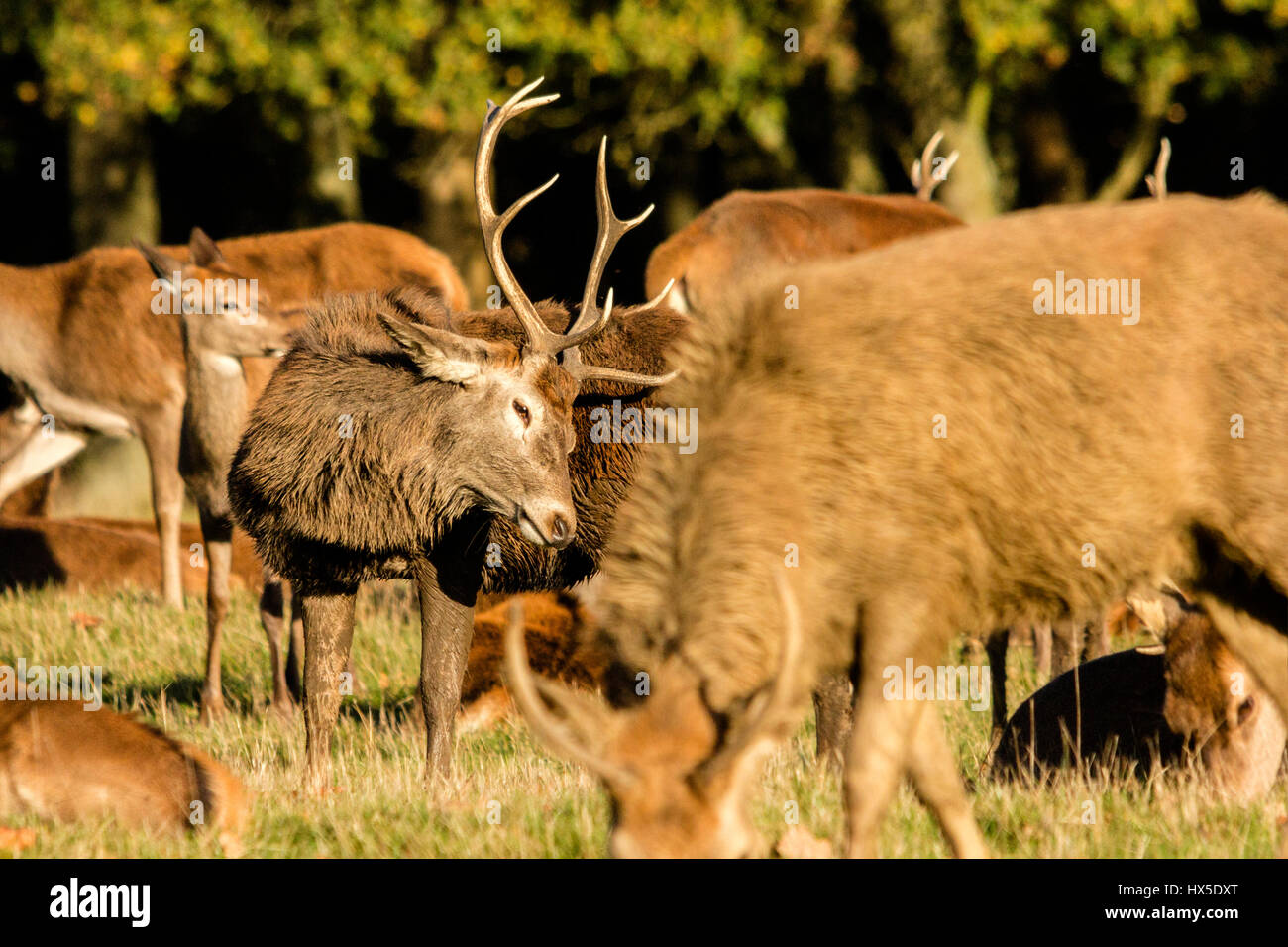 Red Deer (Cervus elaphus). Pictures taken during the deer rut. It's a very exciting time for deer and a lot for photographers. Stock Photo