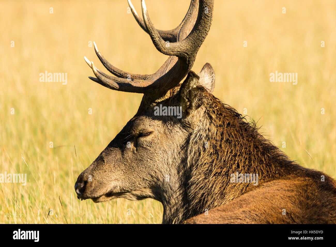 Red Deer (Cervus elaphus). Pictures taken during the deer rut. It's a very exciting time for deer and a lot for photographers. Stock Photo