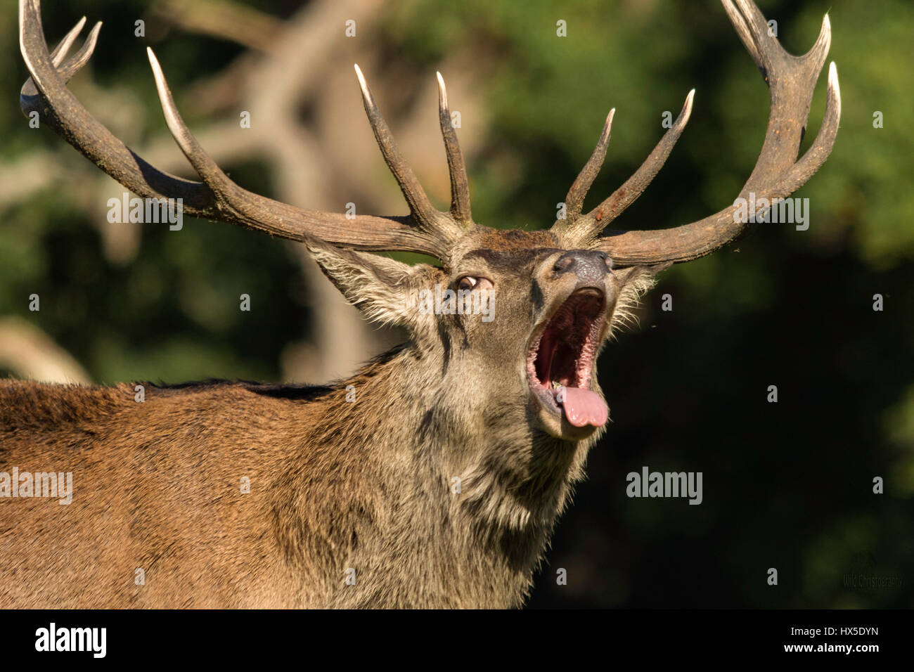 Red Deer (Cervus elaphus). Pictures were taken during the deer rut. It's a very exciting time for deer and a lot for photographers. Stock Photo