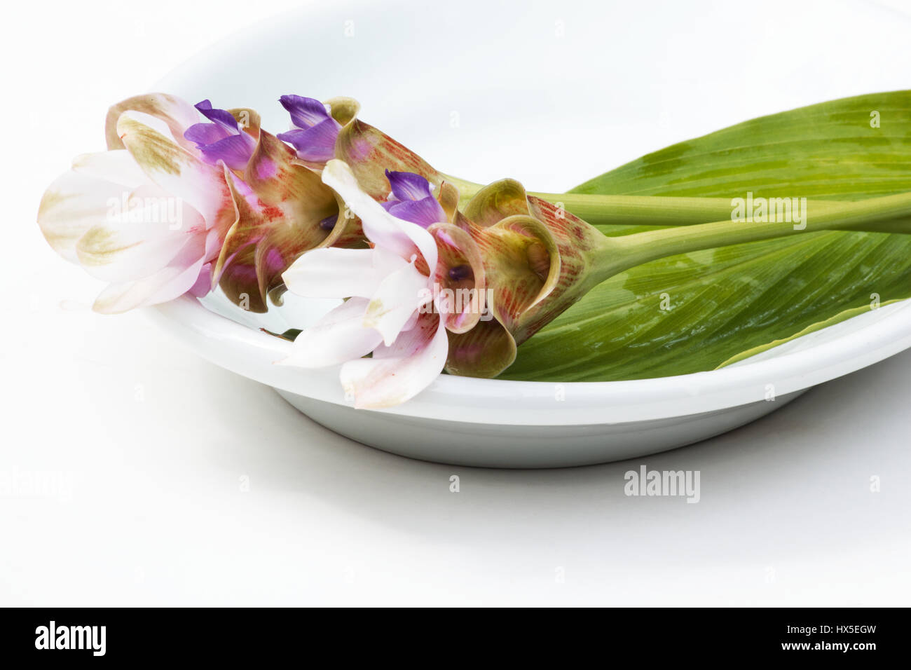 Turmeric flowers on white background Stock Photo