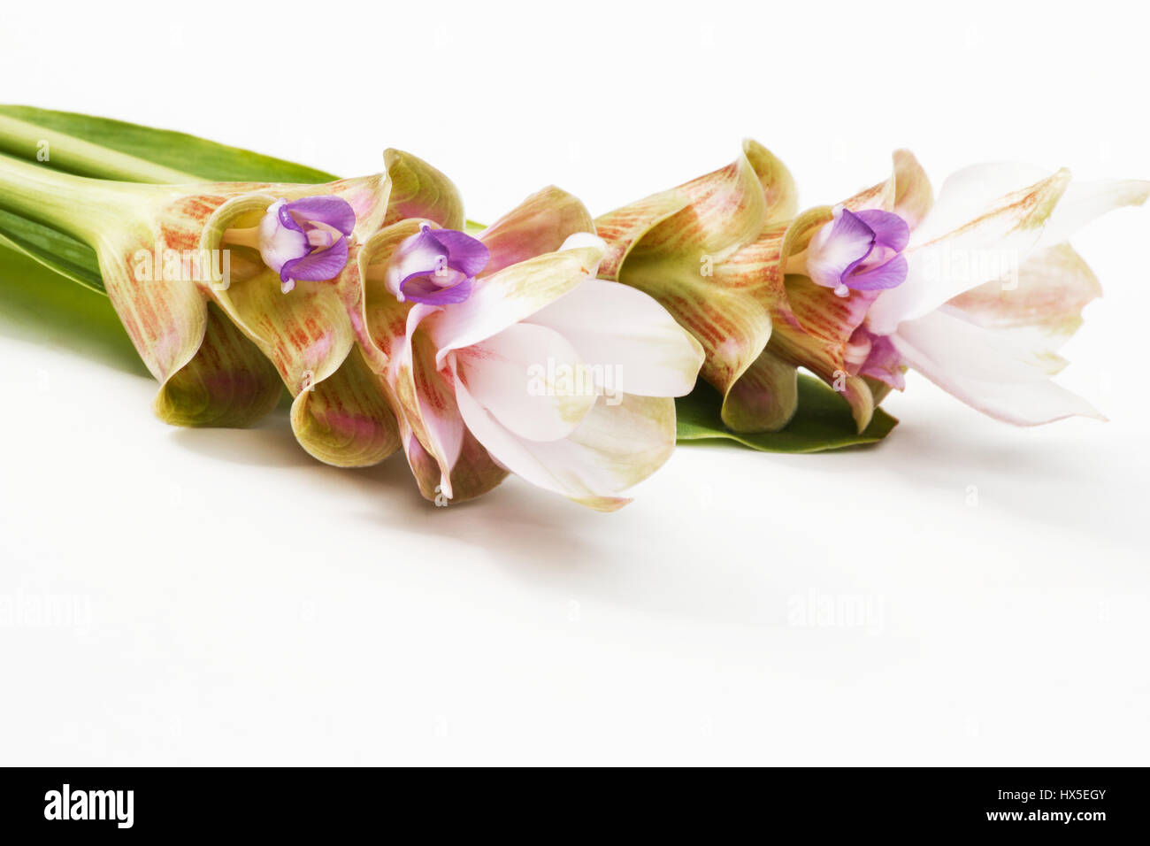 Turmeric flowers on white background Stock Photo