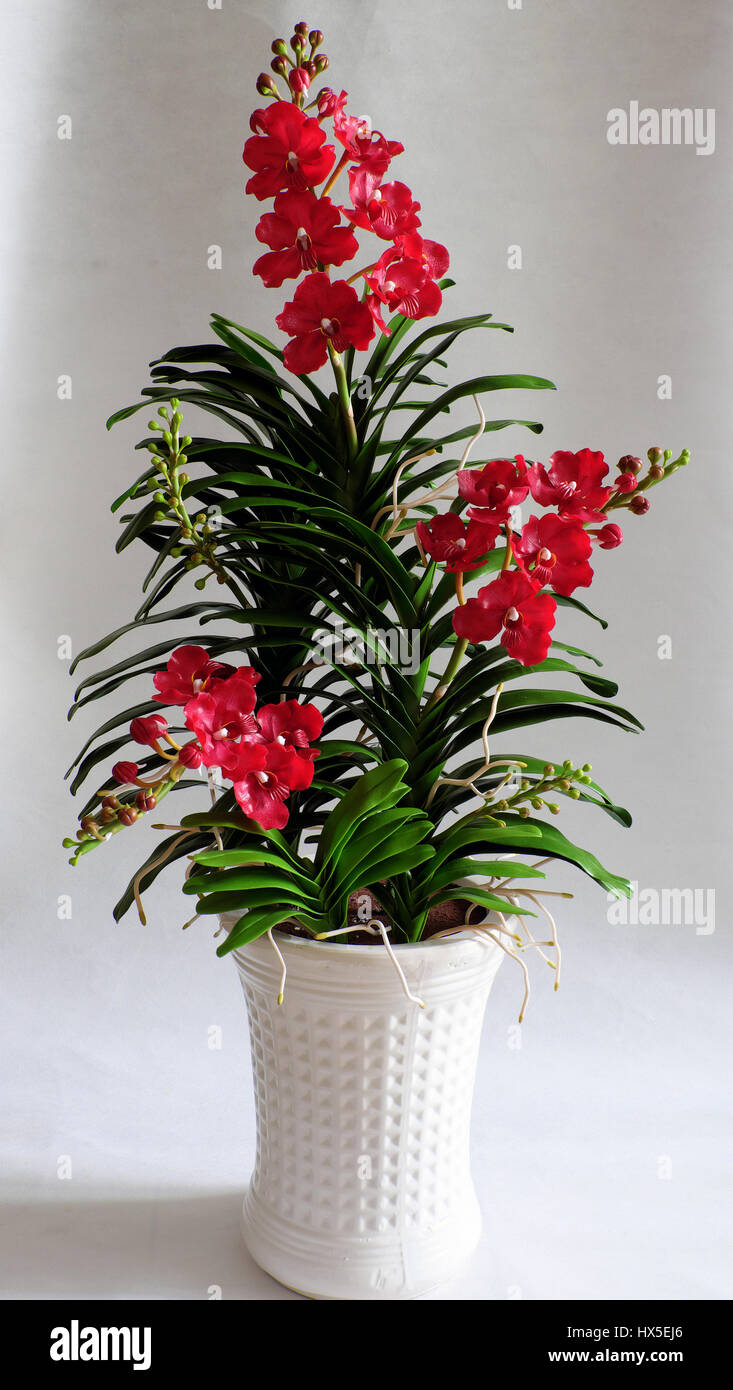 Elegance handmade product from clay art, Vanda orchid pot on white background, beautiful flower for home decor with red petal, green leaf from clay Stock Photo