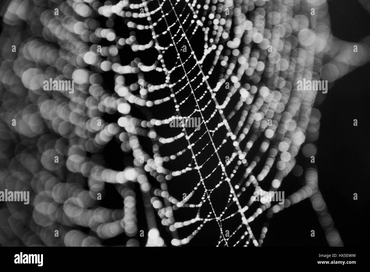 Close-up of a spider's web Stock Photo