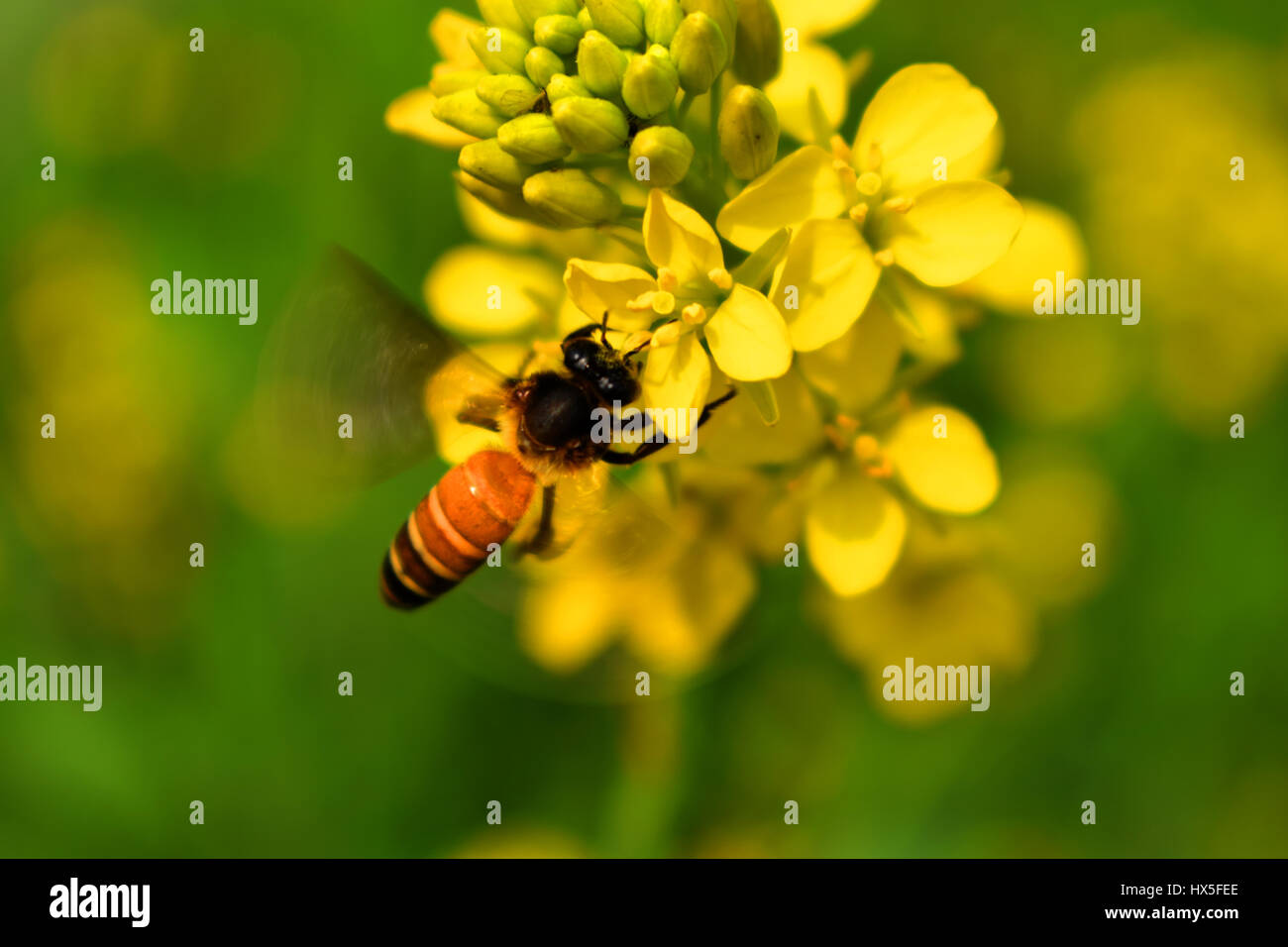 flower honey bee Stock Photo