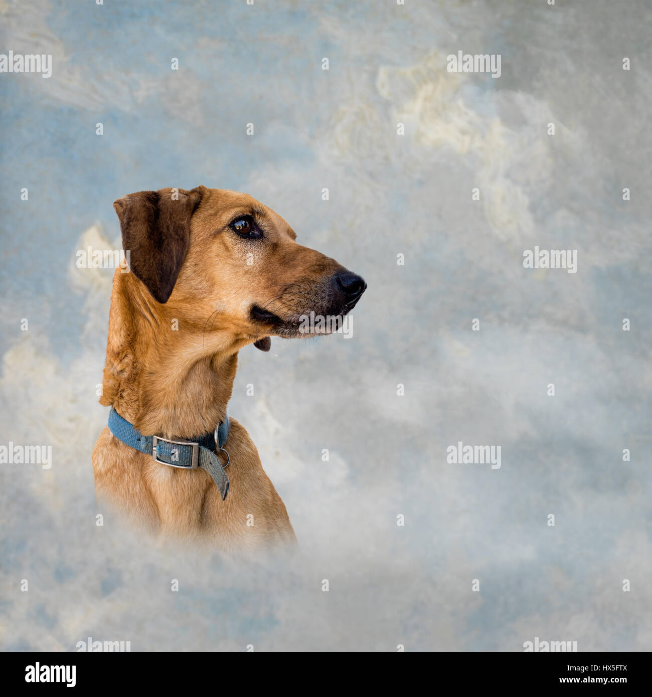 Pet heaven. Ideal pet funeral services etc, with copyspace. Dog on textured background, grey and blue. Stock Photo