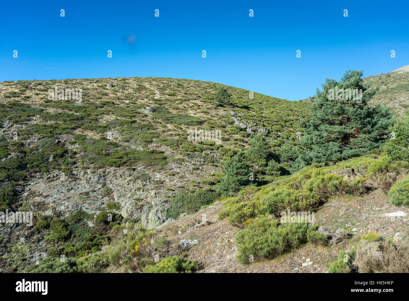 Padded brushwood (Cytisus oromediterraneus and Juniperus communis) and Scots pine forest (Pinus sylvestris) near Hornillo Stream, Spain Stock Photo