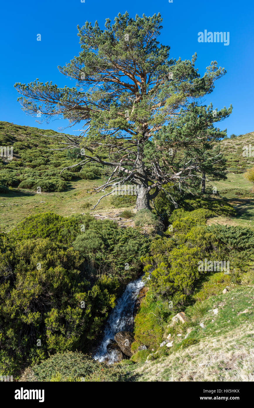 Padded brushwood (Cytisus oromediterraneus and Juniperus communis) and Scots pine tree (Pinus sylvestris) next to the Hornillo Stream, Spain Stock Photo