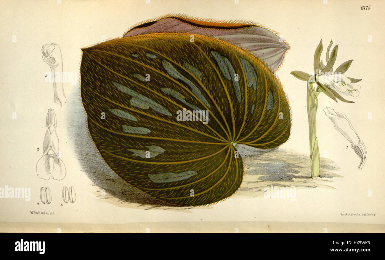 Nervilia plicata (as Pogonia discolor)   Curtis' 100 (Ser. 3 no. 30) pl. 6125 (1874) Stock Photo