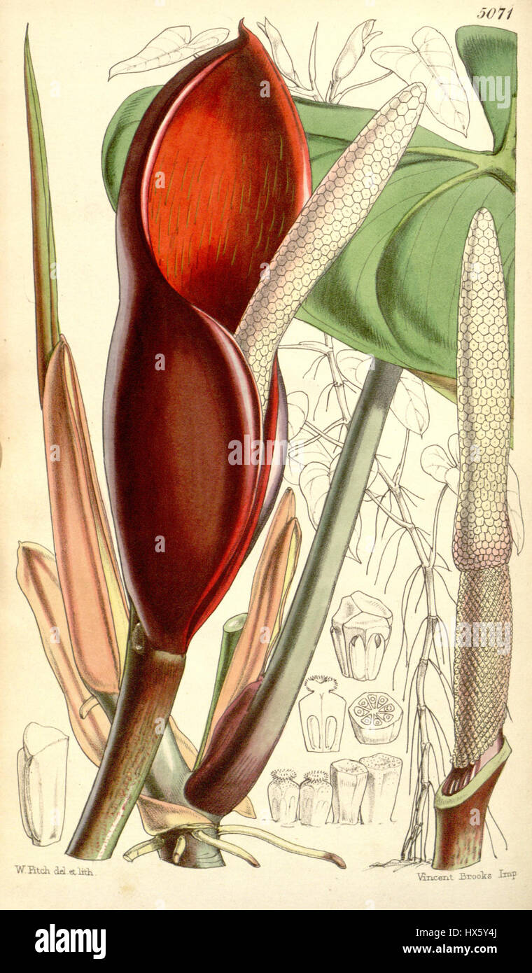 Philodendron erubescens Bot. Mag. 84. 5071. 1858 Stock Photo