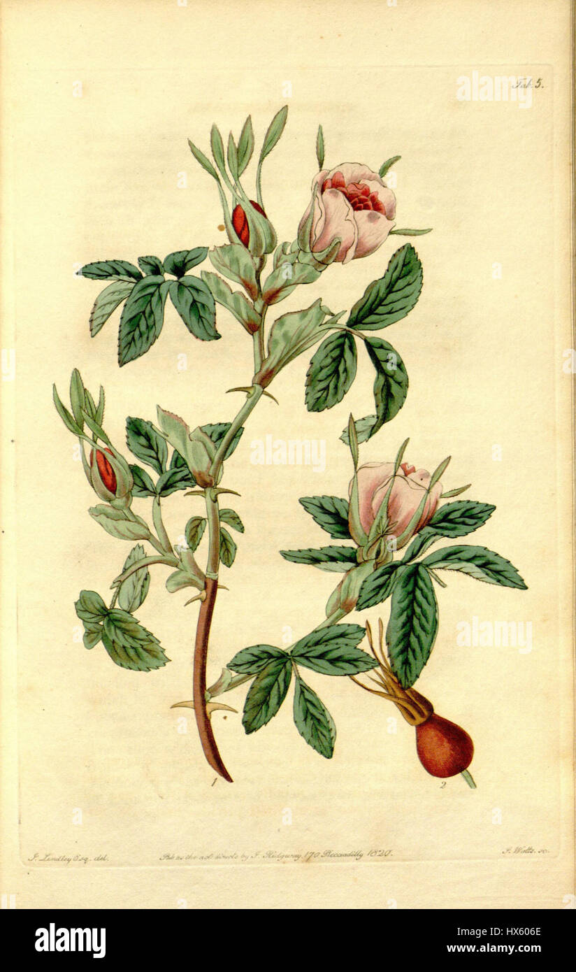 Rosa cinnamomea Stock Photo