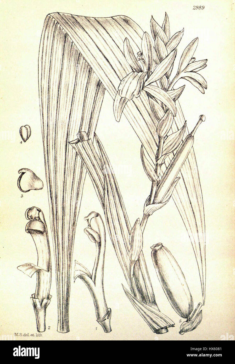 Rolfea elata Hookers   Icones Plantarum vol. 30 tab. 2989 (1913) cropped Stock Photo