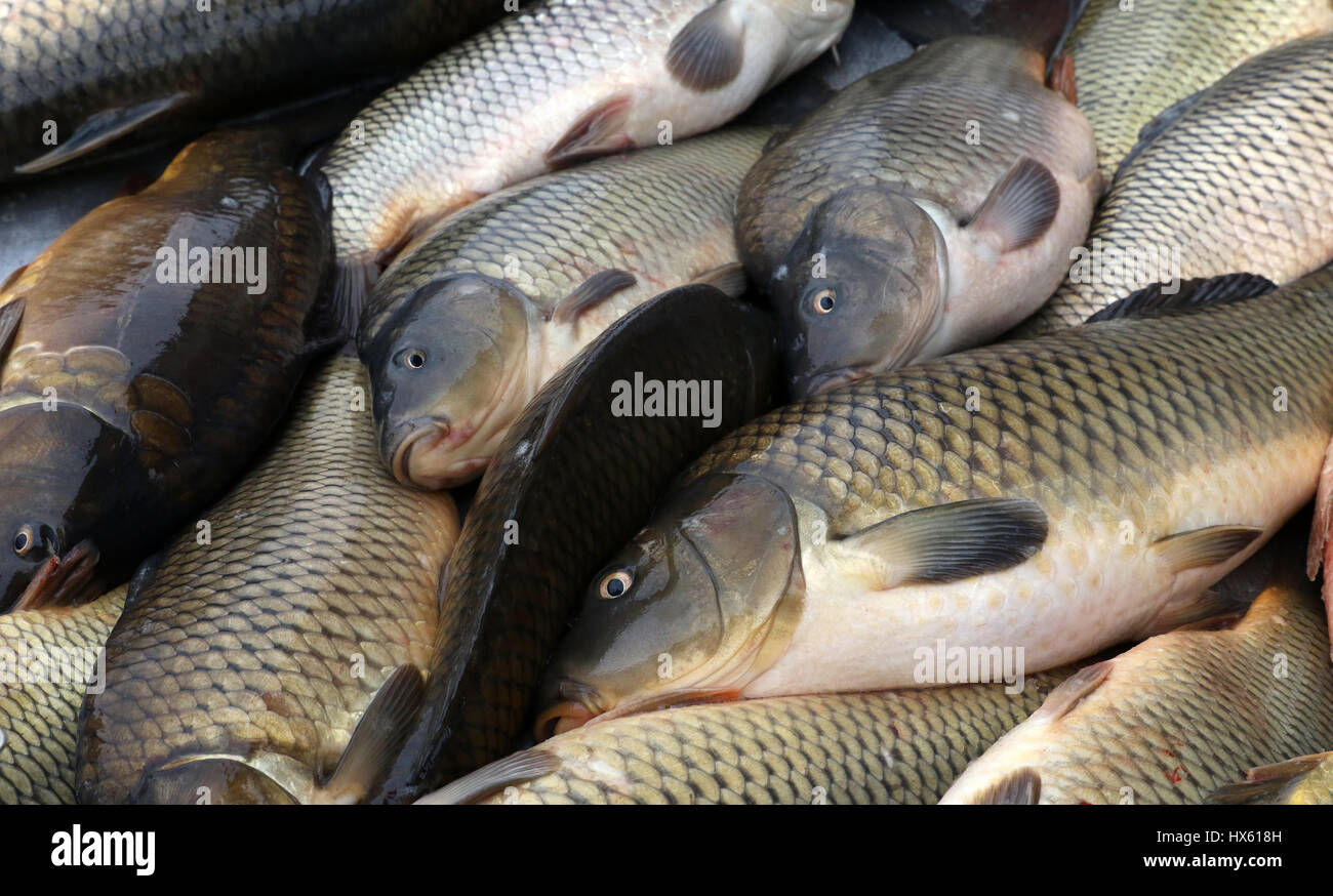 Sea carp hi-res stock photography and images - Alamy