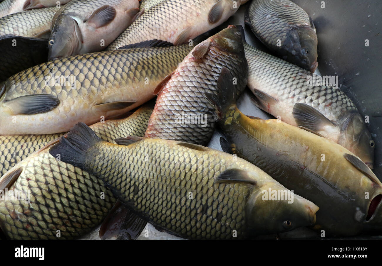 Sea carp hires stock photography and images Alamy