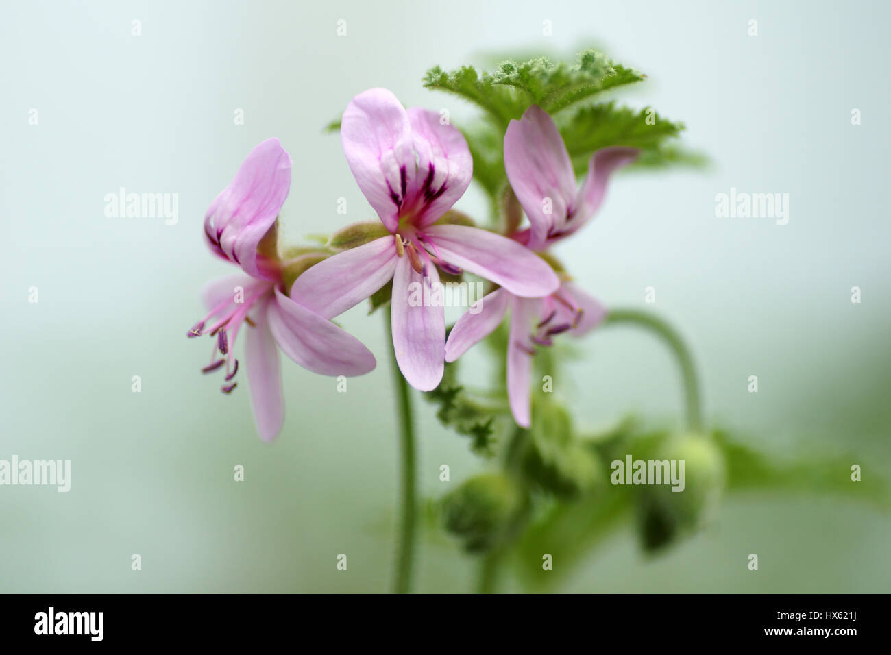 Pelargonium quercifolium Stock Photo