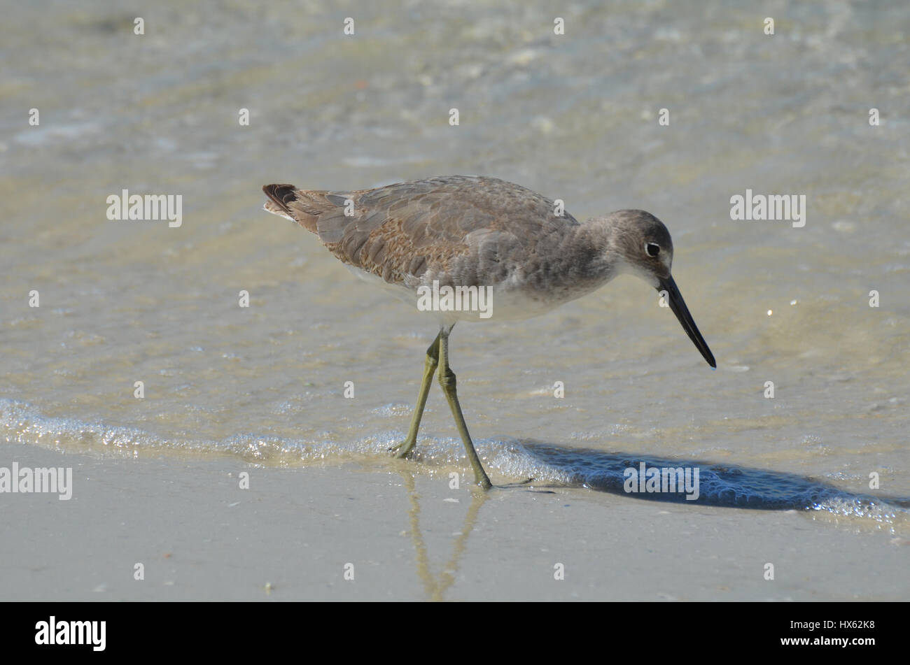 Pretty Shorebird Playing Along The Waters Edge In Florida - 