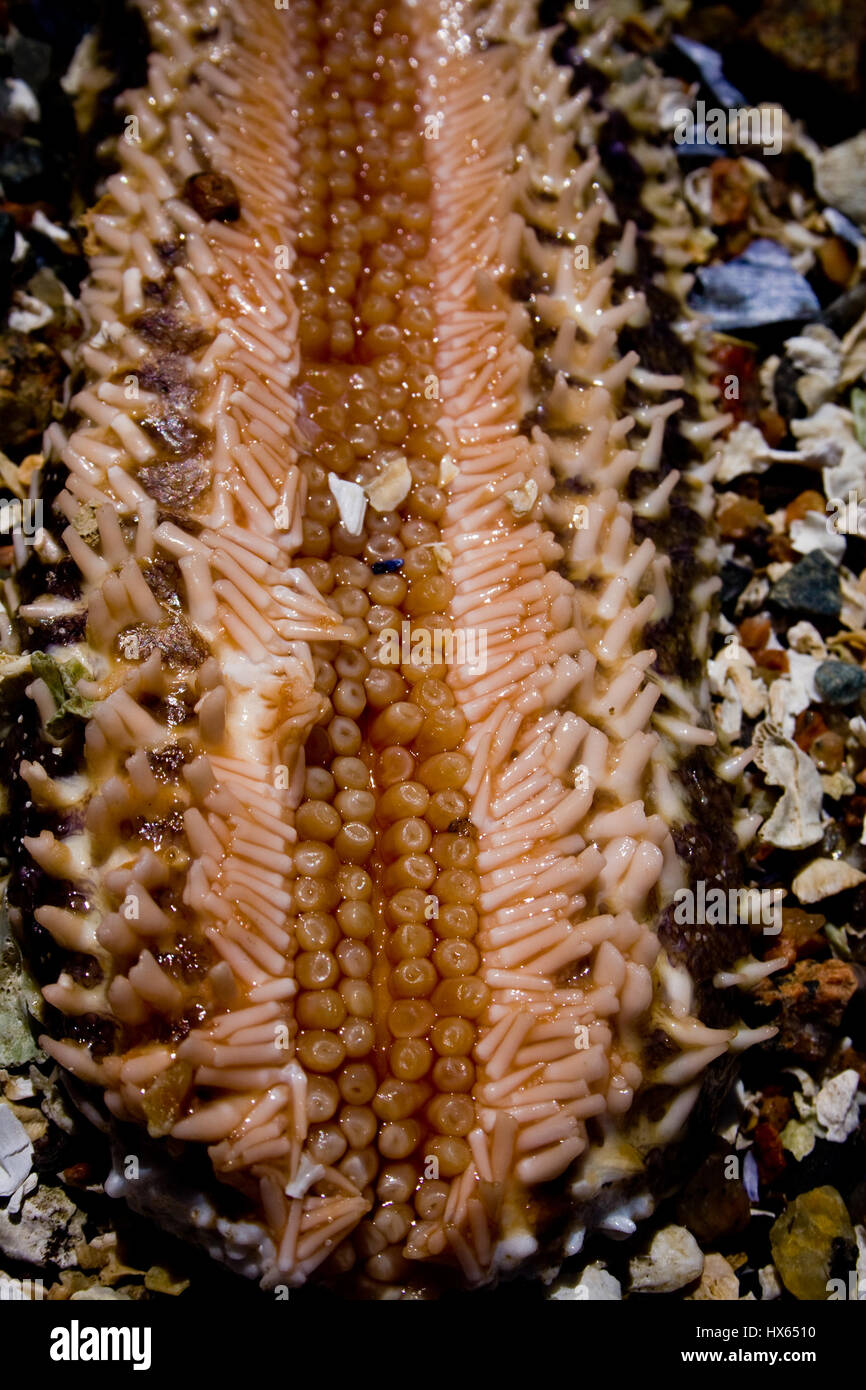 Underside of a starfish arm washed up on shore. Stock Photo