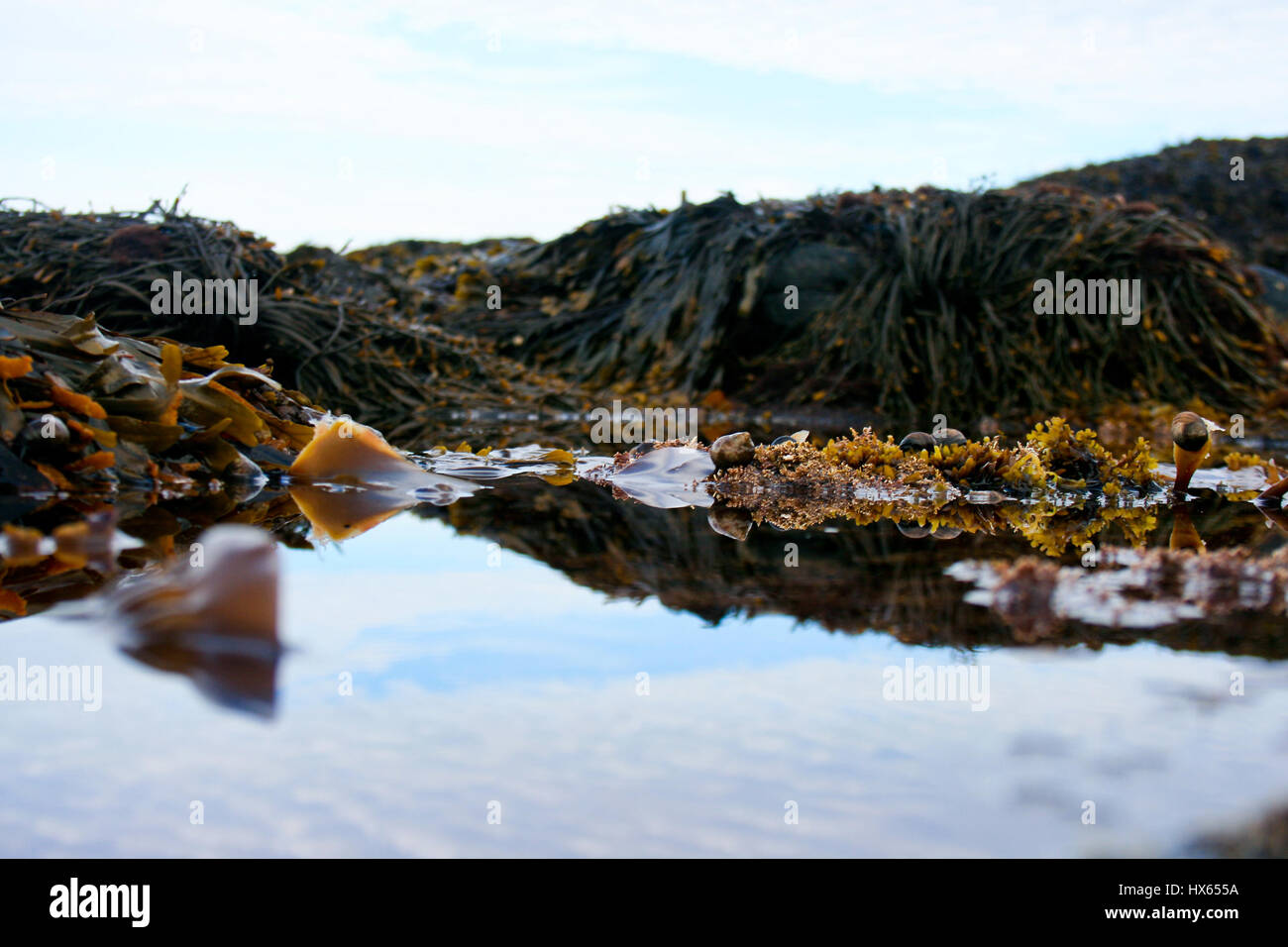 Tidal pools in Acadia National Park near Bar Harbor, Maine Stock Photo