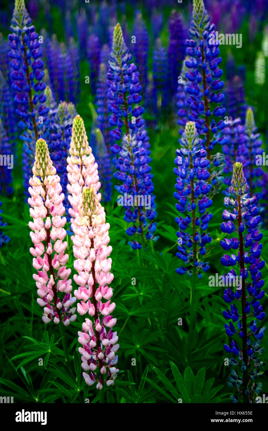 Pink and blue lupine flowers near Bar Harbor in Maine. Stock Photo