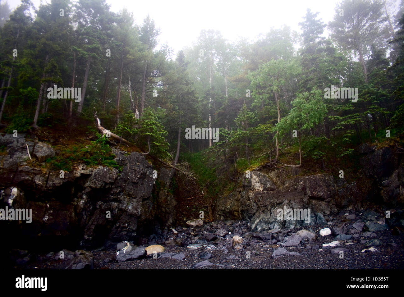 Craggy rocky shoreline of Maine with trees and fog. Stock Photo