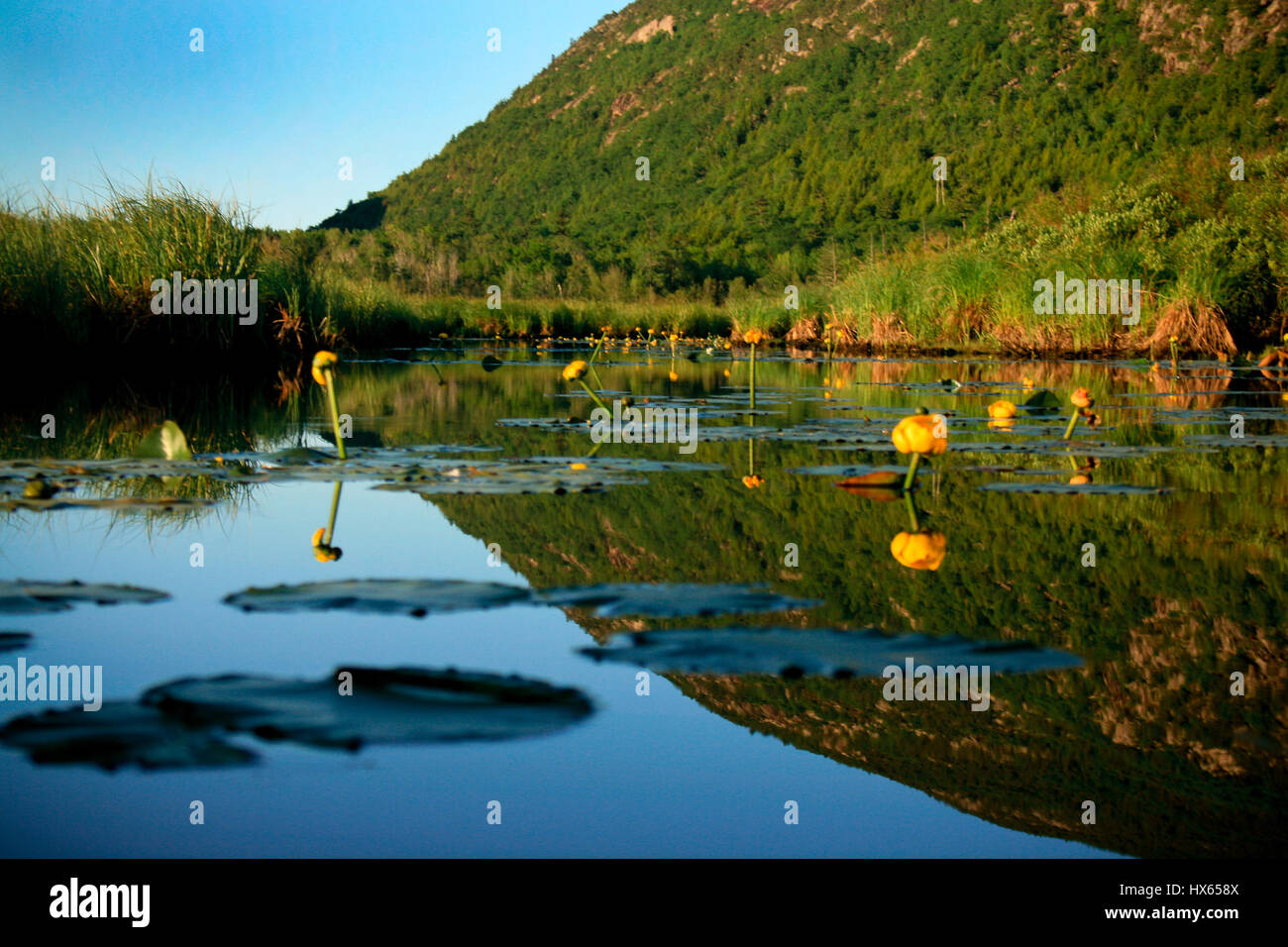 Yellow lily flowers and lilypads with hill in background reflected onto pond. Stock Photo
