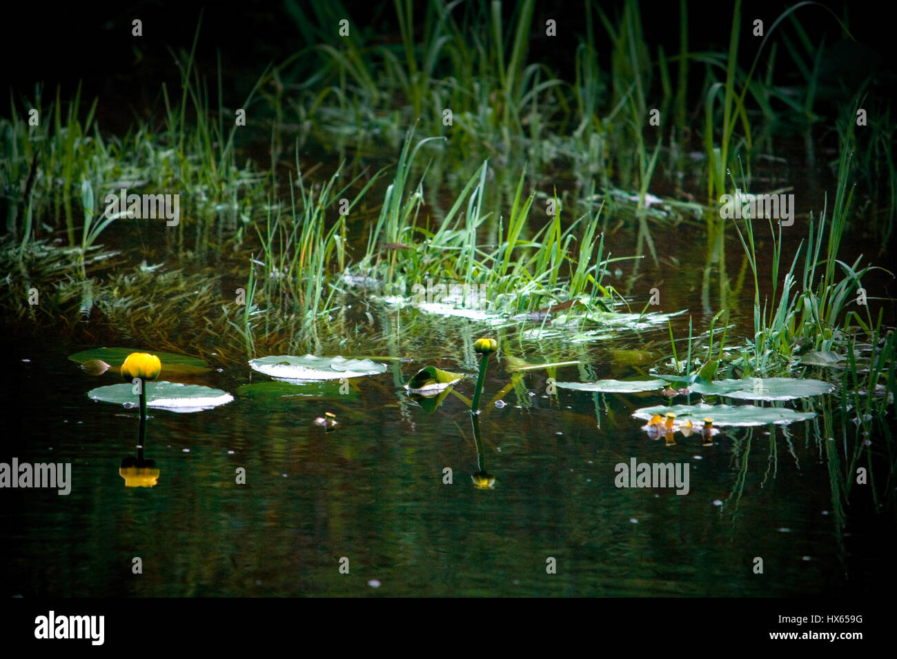 Yellow lily flowers and lilypads in pond. Stock Photo