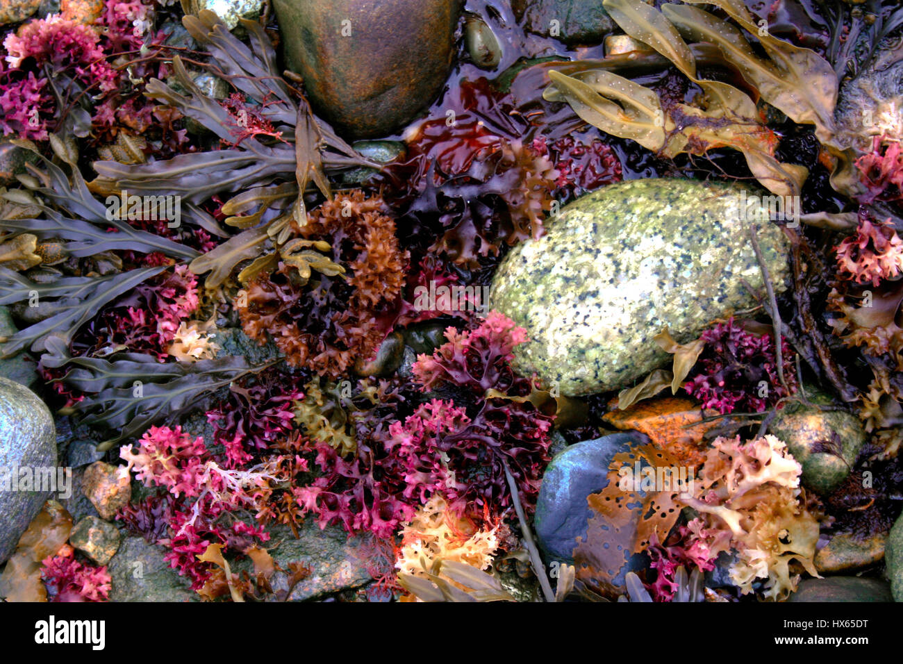 A pile of pinkish colorful seaweed on the shore in Acadia National Park near Bar Harbor, Maine. Stock Photo