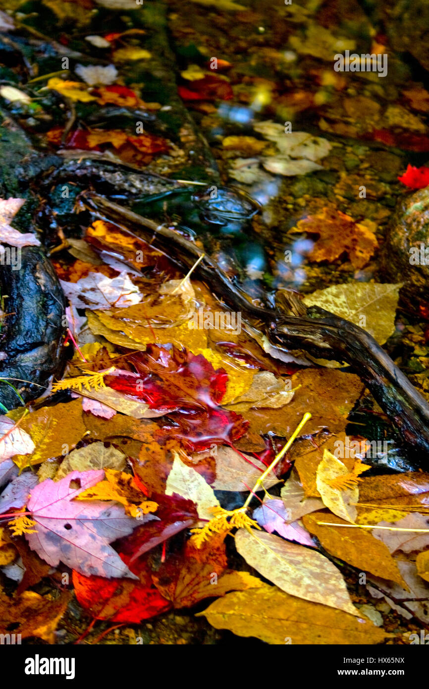 Colorful yellow and red leaves in a pool of water on the forest floor. Stock Photo