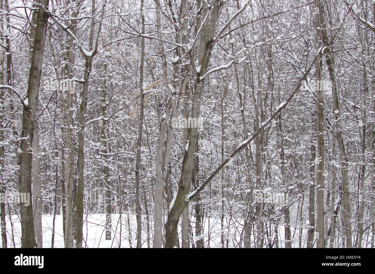 Spring snow storm Stock Photo Alamy
