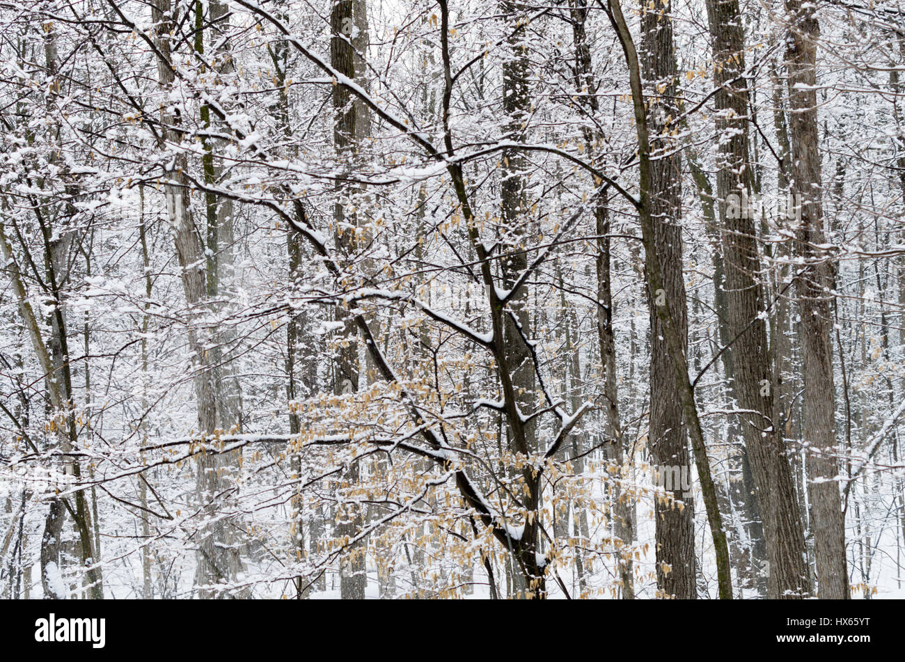 Spring snow storm Stock Photo