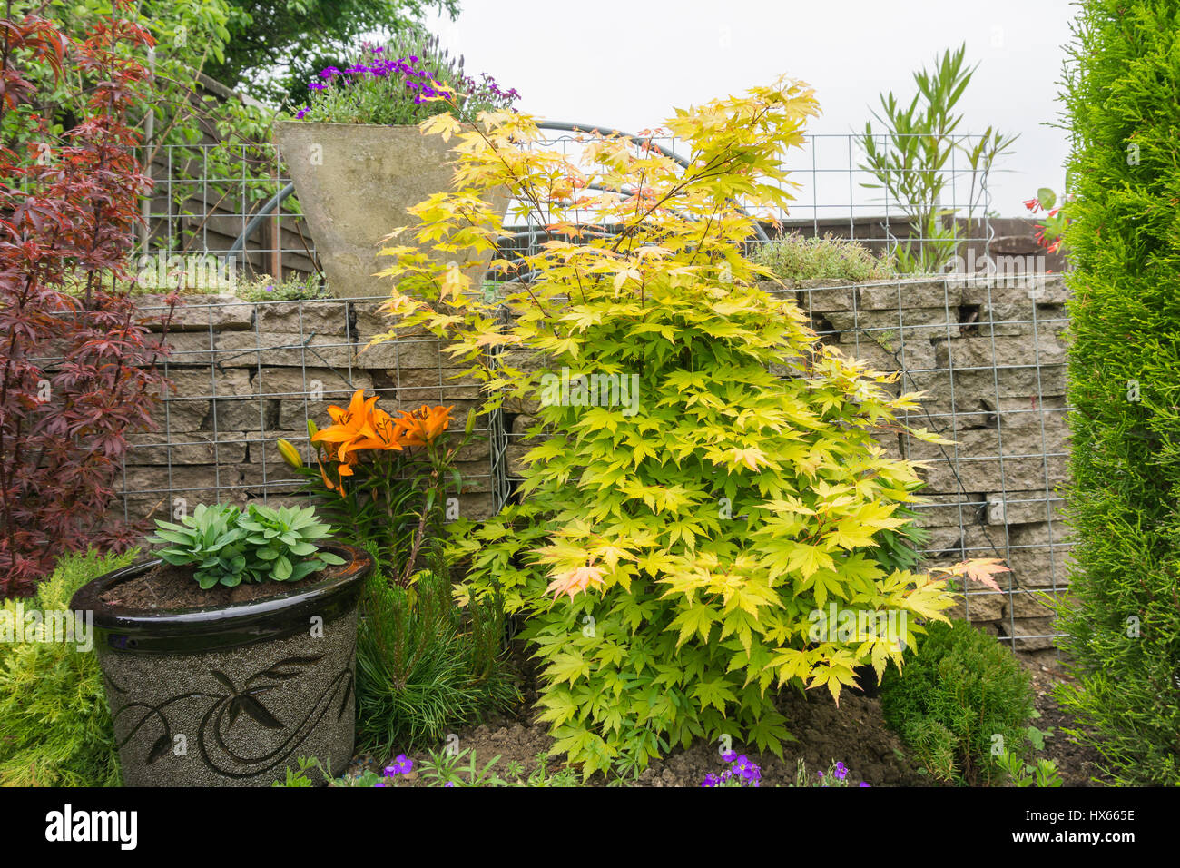 Flowers & plants in a garden Stock Photo - Alamy