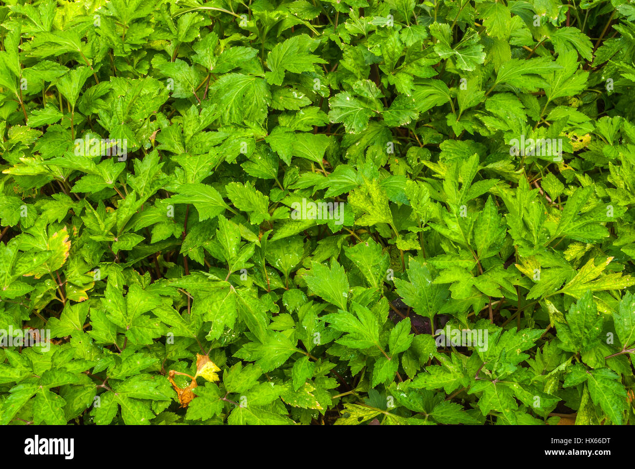 Hand Shaped of White Mugwort/ Artemisia Lactiflora Leaves Background Stock Photo