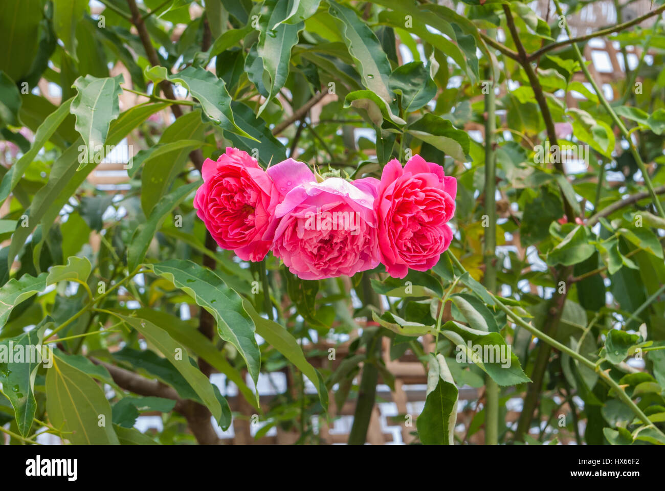 Closeup to Tripple Pink or Summer Damask Rose/ Rosa ? Damascena Mill ...