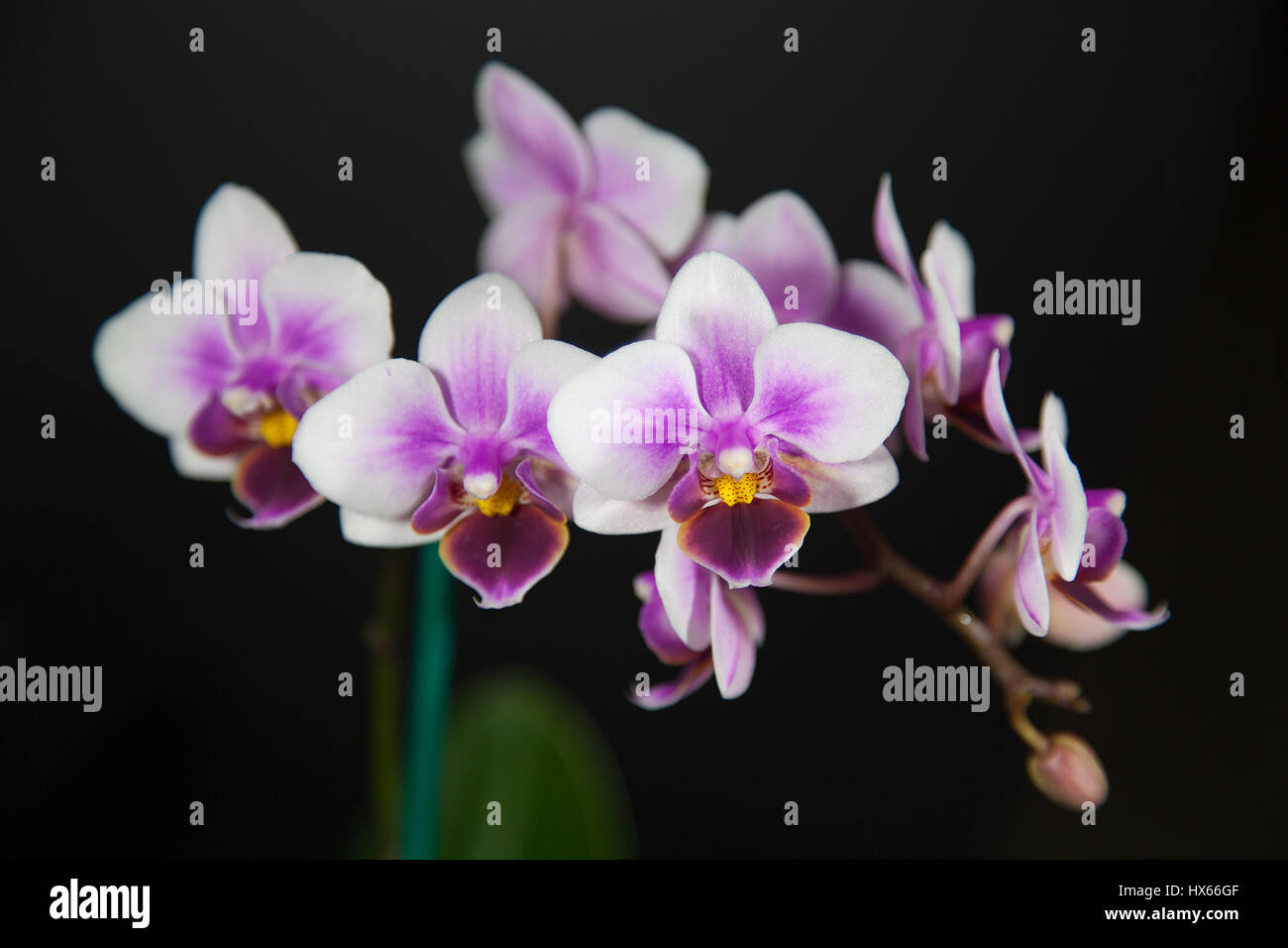 Beautiful exotic purple and white Phalaenopsis tropical orchid flowers isolated on black background. Stock Photo