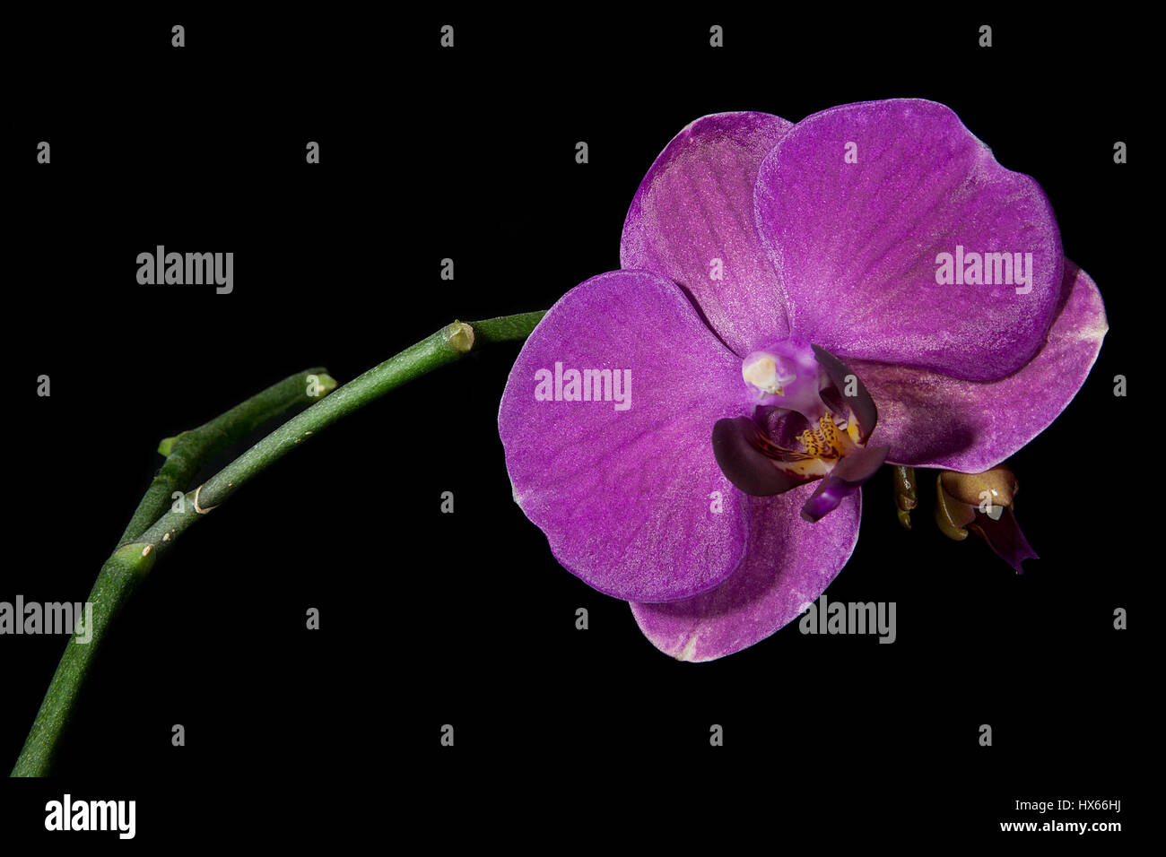 Beautiful exotic purple Phalaenopsis tropical orchid flowers isolated on black background. Stock Photo