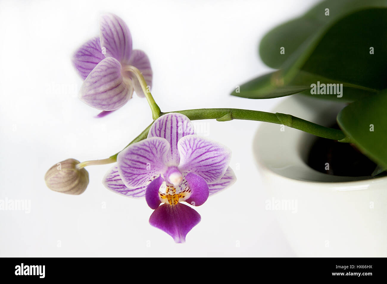 Beautiful exotic purple Phalaenopsis tropical orchid flowers isolated on white background. Stock Photo