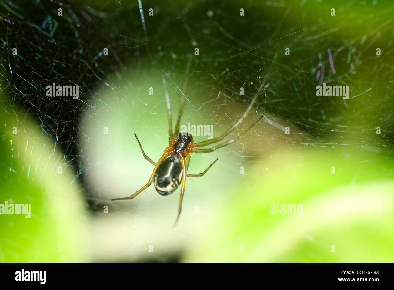 A spider in a garden is weaving his web Stock Photo - Alamy