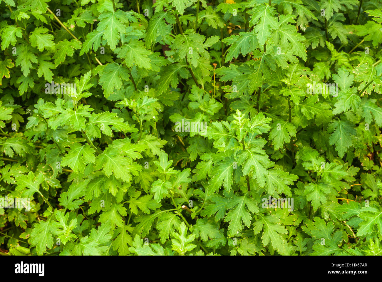 Lobed Shaped of Dendranthema or Chrysanthemum Morifolium Ramat. Leaves Background Stock Photo