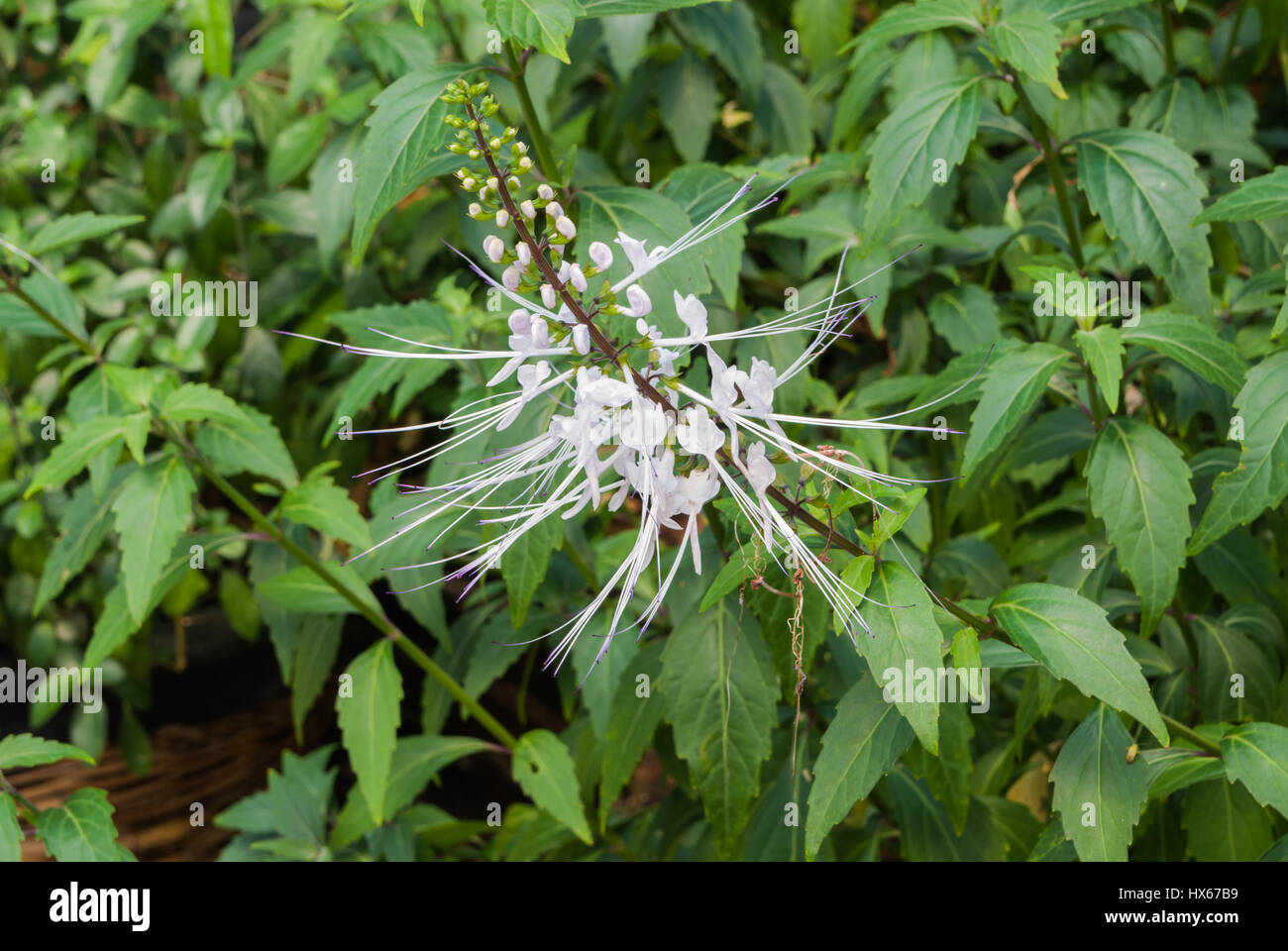 ортосифон тысячный. цветок кошачий ус черный. найти дома кошачий ус. кошачий ус цветок. кошачий ус растение.