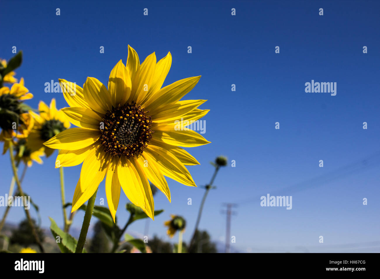 Posey of flowers hi-res stock photography and images - Alamy