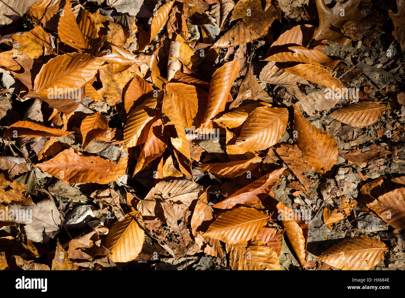 Leaf Litter on the Forest floor Stock Photo Alamy