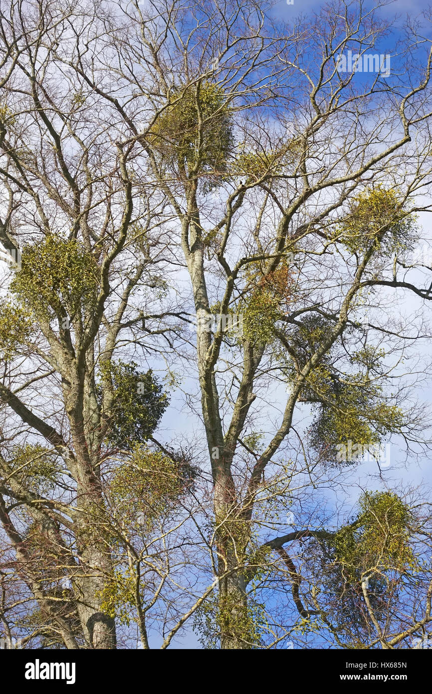 Mistletoe grows in trees in the countryside of Somerset England Stock Photo