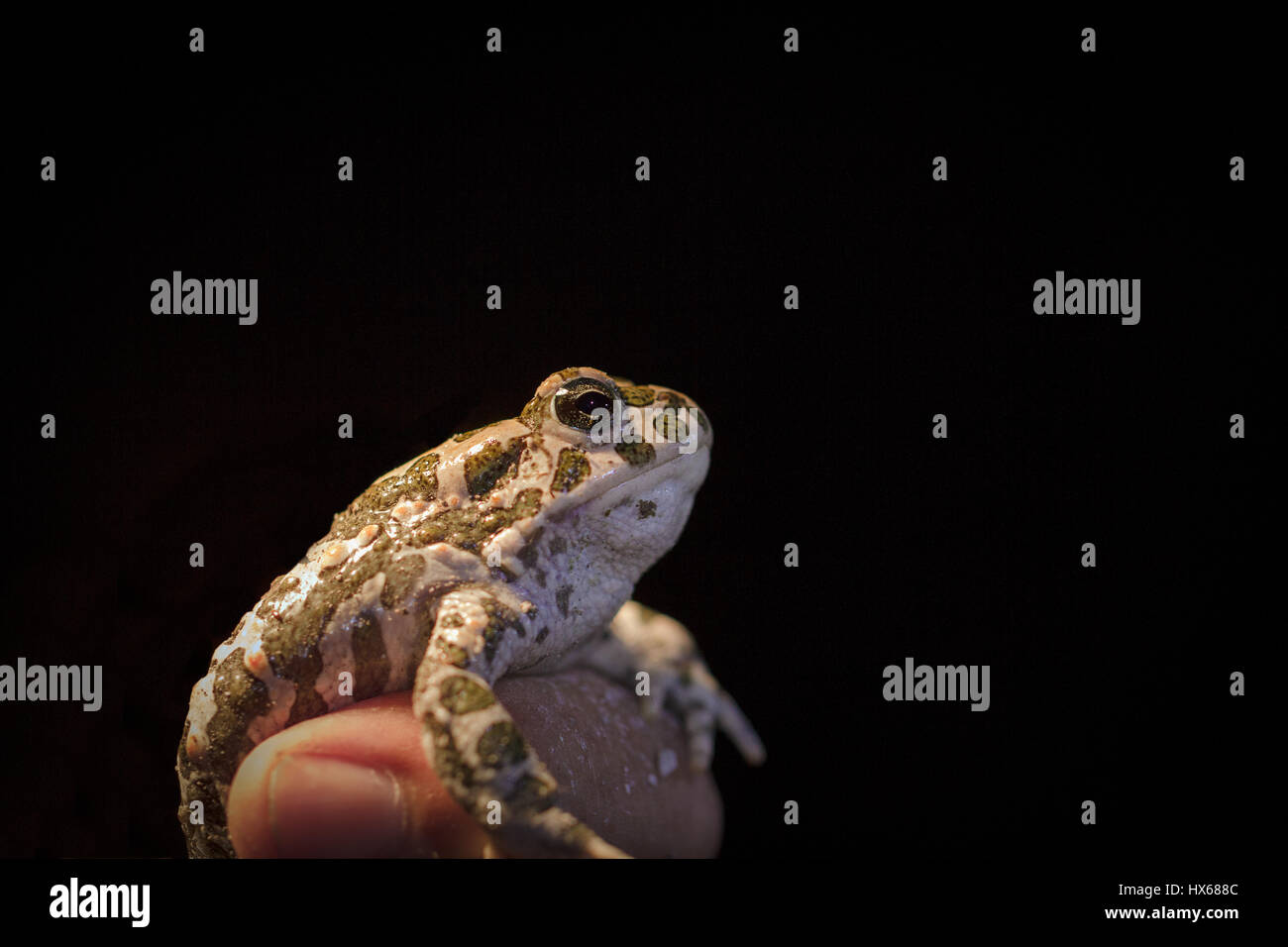 European green toad - Bufo viridis in mans hand, black background Stock Photo