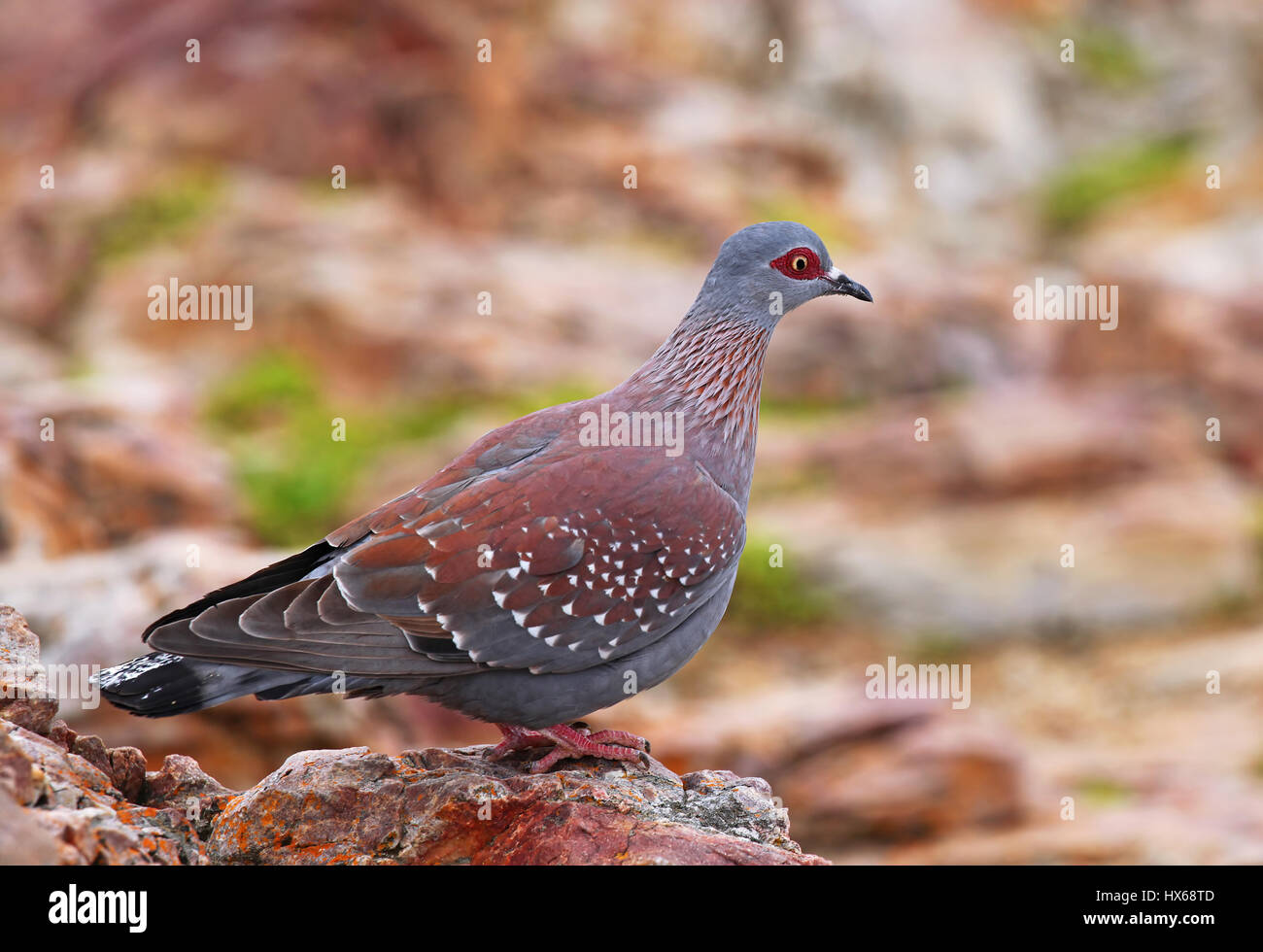 African rock pigeon, speckled pigeon, South Africa Stock Photo