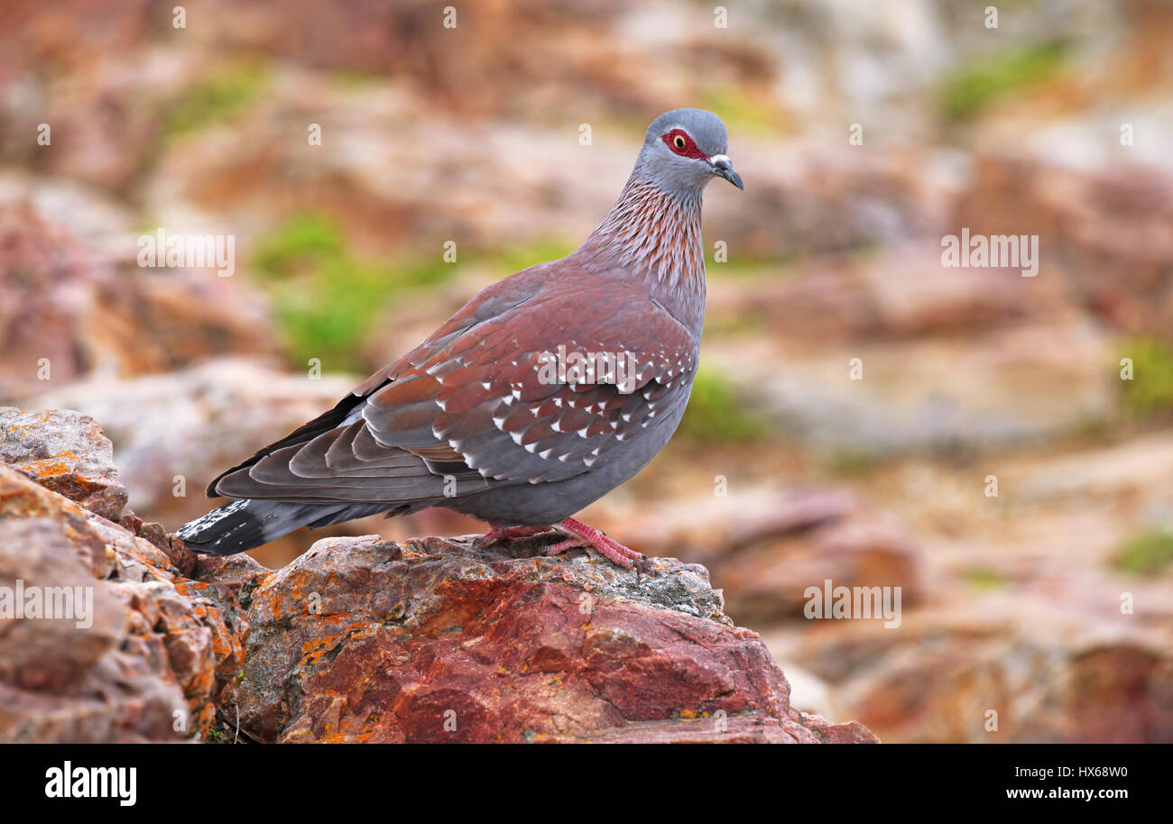 African rock pigeon, speckled pigeon, South Africa Stock Photo