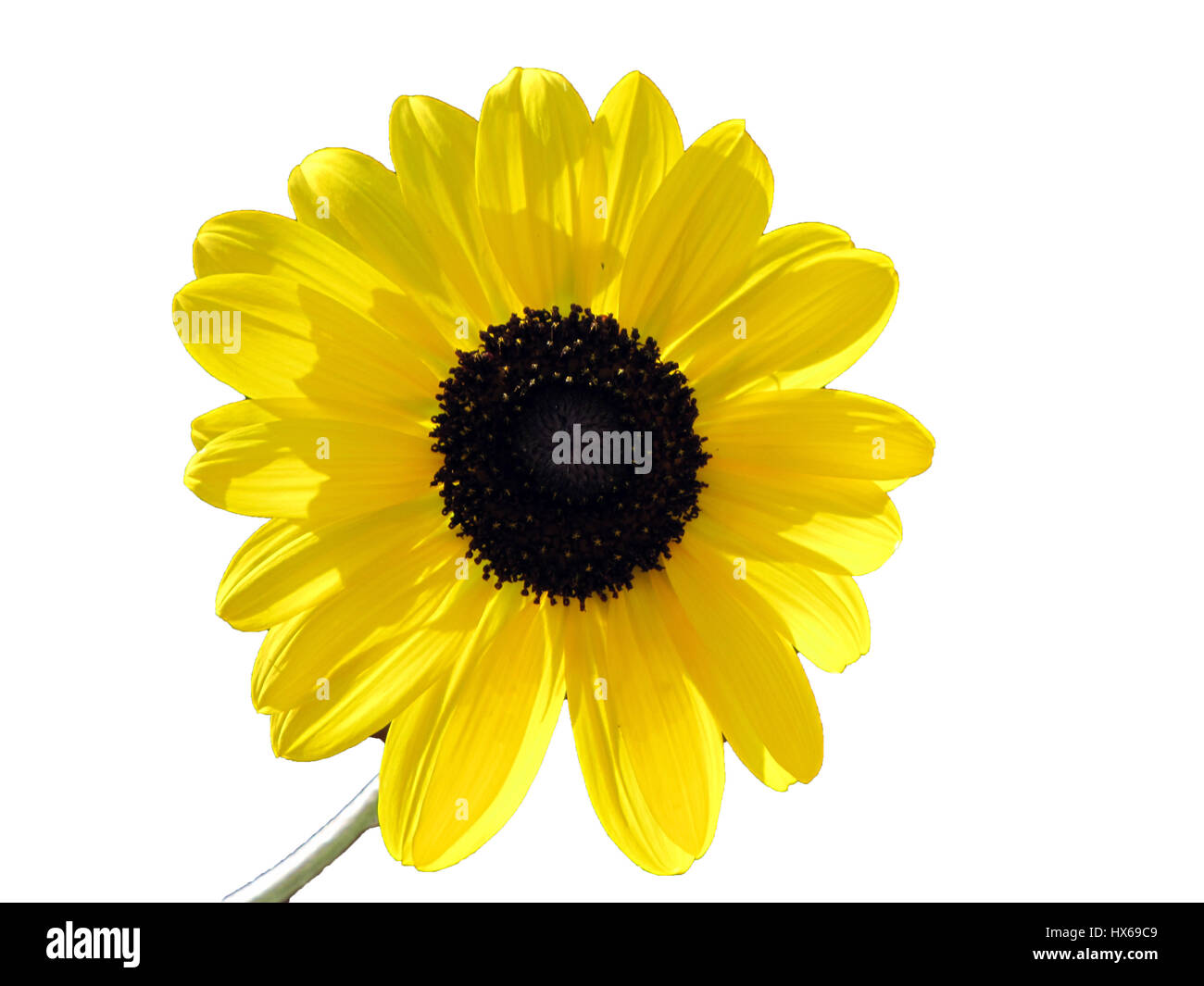 Flower Isolated on White Background Stock Photo - Alamy