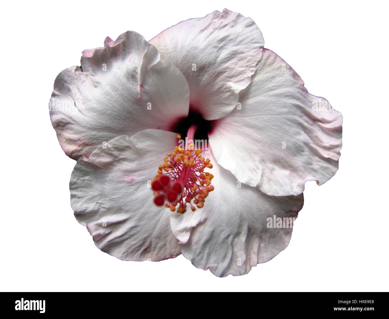 Flower Isolated on White Background Stock Photo - Alamy